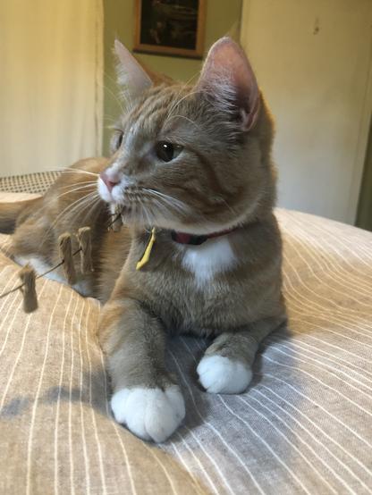 An orange cat laying on a bed. He has a cat toy in his mouth and a wild look in his eye.