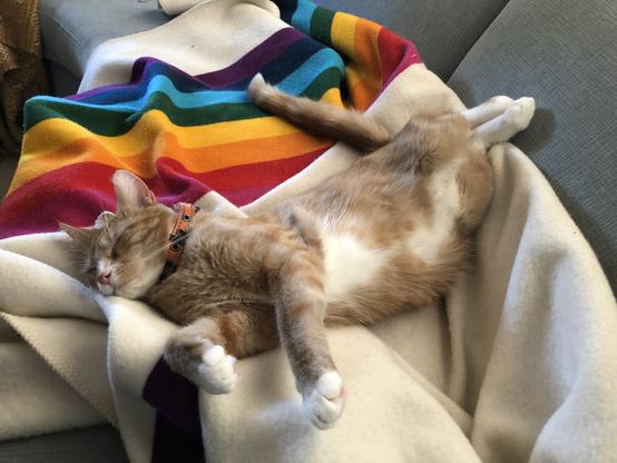 An orange cat lying on a white wool blanket with rainbow stripes. The cat is on his back and looking quite goofy.