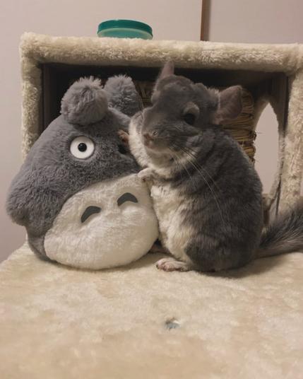 chinchilla with grey fur and white belly poses next to a My Neighbor Totoro plush toy with grey fur and white belly