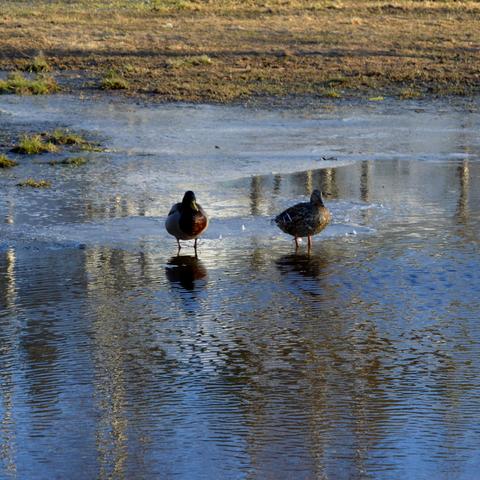 Two mallards (male and female), wading in a large snow melt water pond.