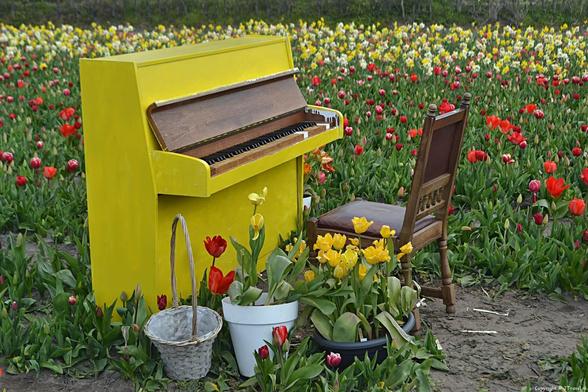 The Tulip Barn in Hillegom is vanaf 28 maart a.s. weer geopend. The Tulip Barn is een uniek concept op het gebied van bloemenbeleving met een selfie-tuin waar maar liefst 750.000 kleurrijke tulpen bloeien. Ook is er een authentieke bloemenkas die omgebouwd is tot een horecagelegenheid. Meer over The Tulip Barn in Hillegom lees je in dit artikel. 👇

https://jtravel.nl/nederland/bollenstreek/the-tulip-barn-hillegom/

#thetulipbarn #hillegom #bollenstreek