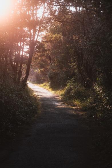 Photo of a forest path leading to a golden sunset