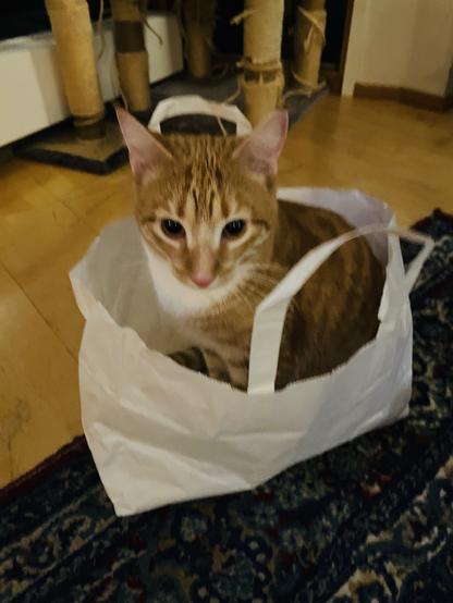 Kissa paperkassissa