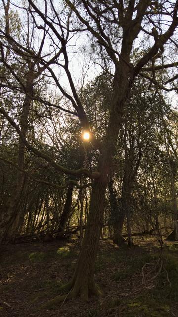We #GotWood from #SomeTrees...
