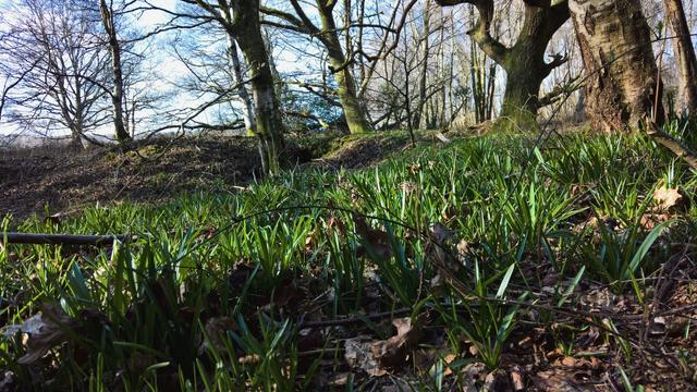 And, #ProtoBluebells; #MyLittleBigBuddy is #VeryExcited...