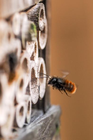 Das Bild zeigt eine rote Mauerbiene (Osmia bicornis), die sich einem Insektenhotel nähert. Die Biene fliegt vor einem aus verschiedenen hohlen Holzstücken bestehenden Insektenhotel, wobei der Fokus auf der Biene liegt. Der Hintergrund ist unscharf und in einem warmen Braunton gehalten.