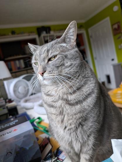 A photo of a grey tabby cat sitting on a desk and giving absolutely withering side-eye to the camera with a grumpy expression on her face.