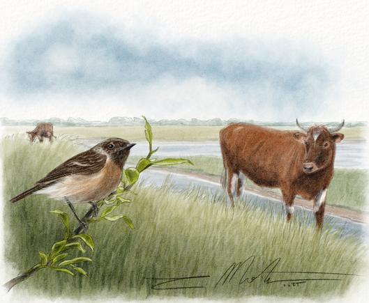 Illustration d'un paysage du marais de Séné, avec deux bœufs en second et troisième plan et une femelle de Tarier pâtre au premier plan sur une branche