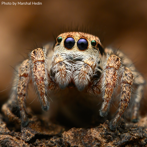 Close-up of a jumping spider on a brown surface. The spider has prominent black eyes and a hairy body with a mix of light and dark patterns. Its front legs are slightly raised.