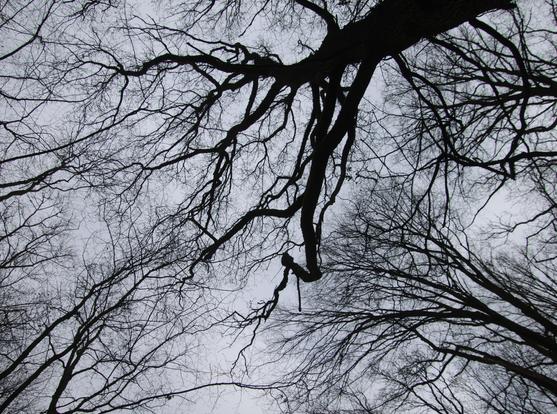 Im Wald - der Blick in die Baumwipfel in den grauen Himmel. Aufgrund Gegenlicht sind die Äste und Zweige dort Bäume dunkel dargestellt.
Matzework
