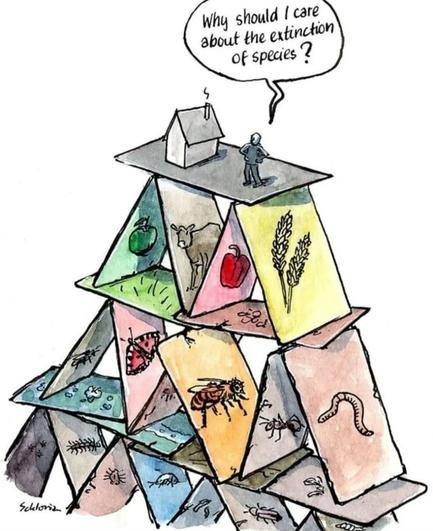 Drawing of house of cards, in the first level amphibies, second insects, third mammals and crops. On the top a human and a house. 

Text 'why should I care about the extinction of species?'