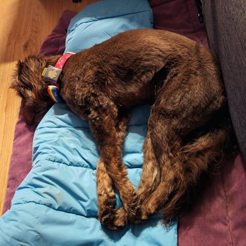 Ein brauner Hund liegt seitlich auf einer blauen Decke, die auf einer rosa Decke liegt und scheint zu schlafen. die langen Beine sind zur Kamera hin ausgestreckt