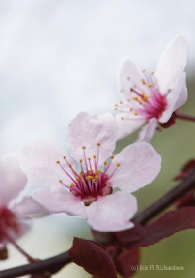 Cherry Blossom in Pink - a soft cherry blossom macro floral with a white negative space on the upper left and blues-greens and reds on the lower right.