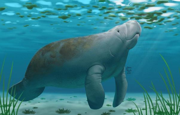 Digitally painted illustration of a West Indian Manatee underwater. It is looking toward the surface, where there are green leaves scattered on top of the water. Just below the manatee is a sandy floor with patches of sea grass.