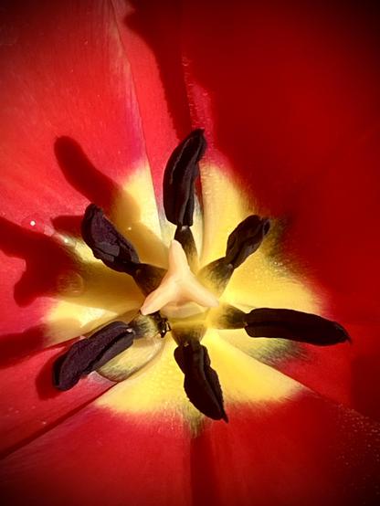 Extreme close-up of a red tulip flower fully opened it has a yellow center. It’s beautiful and very sexy; climax baby!