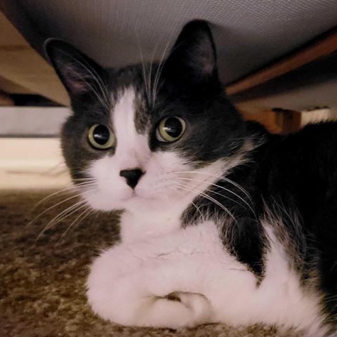 Grey and white tuxedo cat with green eyes lying underneath a bed with a look of concern on his face.