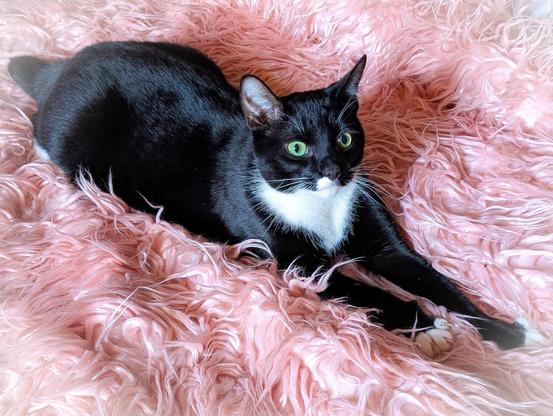 A healthy-looking young adult cat, stretched out on a big fuzzy blanket. His paws are outstretched, and he is looking off-camera. The portrait is softly lit and focused and was intentionally staged to look a little bit like a cheesy "glamour shot" portrait from a mall store in the 80s and 90s.