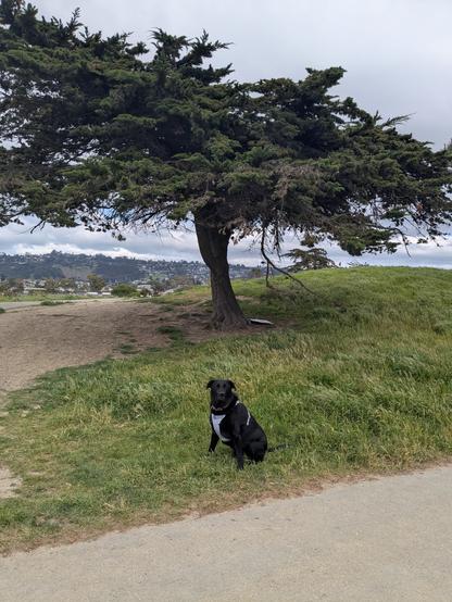 A black dog sitting on grass in front of a striking Monterey Pine tree. There is an asphalt path in the foreground and a slate colored sky behind. The tree's branches make an interesting angular shape, with the left side of the tree reaching up for the sky, and the right side of the tree reaching down for the ground