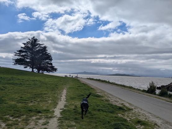 Max (black lab with a light blue harness) running derpily towards the camera on a sparse patch of grass. To the right is an asphalt path and a canal coming off the bay, with gray choppy water. There are tall trees in the background and a blue sky with lots of clouds