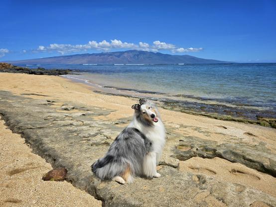 A happy dog on a beach.