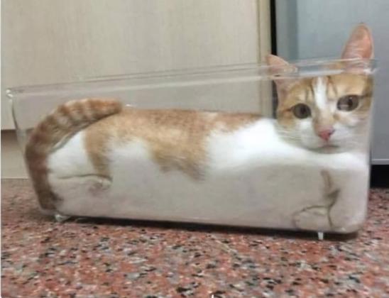 Orange tabby cat  lies in the narrow plastic container filling its corners perfectly