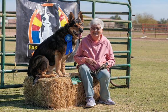 A patterned sable German Shepherd with a gray muzzle sits on a hay bale displaying his first-place ribbon from a herding competition. His owner is sitting beside him, smiling broadly.