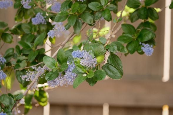 A Ceanothus branch with clusters of small, light purple flowers and shiny green leaves. The bokeh background is wooden fence with sunlight streaming through.