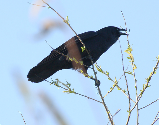 Corvus ossifragus (known as fish crow) standing on a branch and calling.
