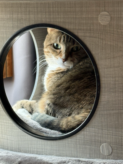 Cat sitting in a cubby
