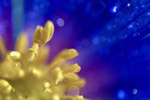 A close-up view of a vibrant blue flower with yellow pollen in the center, featuring droplets of water on its petals. The background is blurred, creating a bokeh effect with hints of light.