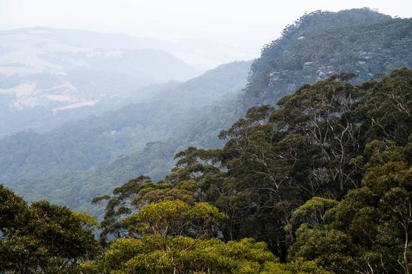 Hazy view over densely forested hills in New South Wales, Australia, caused by smoke from the 2019–2020 bushfires.