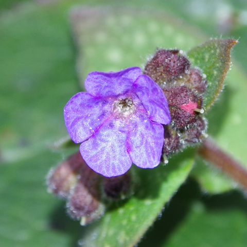 Violettfarbene Blüte mit gepunkteten Blättern im Hintergrund.