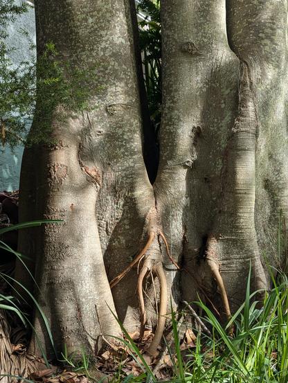 Tall Figtree with a unusual looking footing