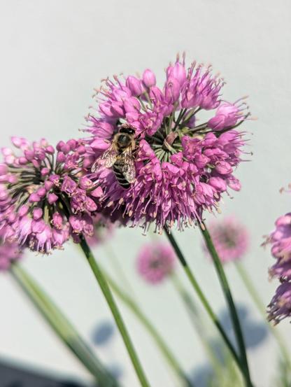 A close-up shot captures a honey bee diligently gathering nectar from a vibrant pink allium flower head. The bee, positioned on the left side of the central flower, displays its translucent wings and segmented body with clear brown and black markings. Its legs are actively engaged with the tiny florets that make up the spherical bloom.
The allium flower head is a dense cluster of delicate, star-shaped pink flowers with prominent stamens. Several other allium flower heads are visible in the soft-focus background, some fully in bloom and others slightly out of focus, creating a sense of depth. Slender green stems support the flowers, angling diagonally across the frame.
The background is a muted, pale grey, providing a stark contrast that highlights the colours and details of the flower and the bee. The lighting appears to be natural and soft, casting subtle shadows and enhancing the textures of the petals and the bee's fuzzy body.