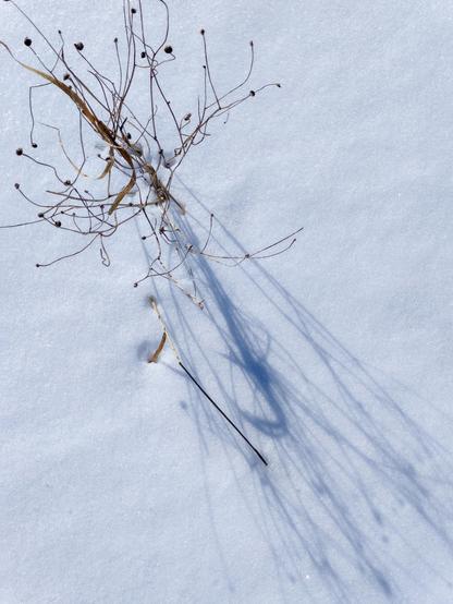 Picture of a dried up plant creating shadows on a snowy field taken straight above. Plant is on the upper left corner of the photo and the shadows go to the bottom right corner. Snow is untouched.