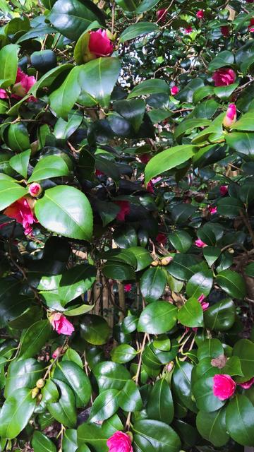 #OurCamellias are #Still #Camellioratin'...