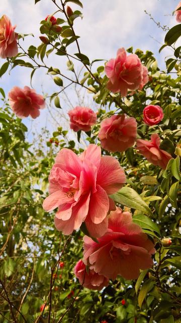 #Still #Camellioratin'...