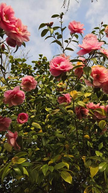 But, #That's #OK... 

#Still #Camellioratin'...