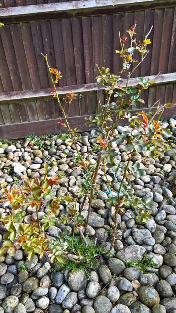 #VisualSearch is #QuiteCool; but, they're #Roses...!