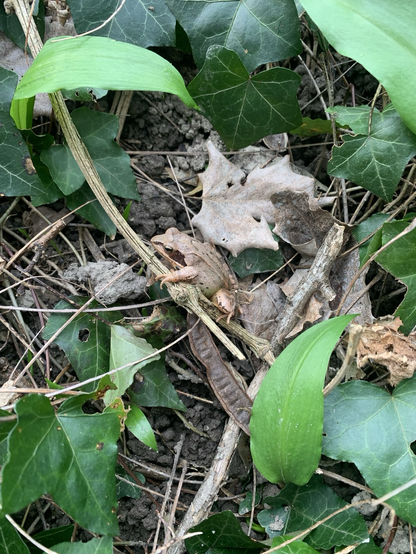 Rencontre d’une belle grenouille posée sur une branche, sur le sol tapissé de lierre et ail des ours