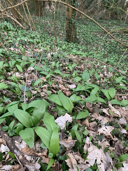 Tapis de feuilles d’ail des ours et de lierre dans la forêt, vue plus large