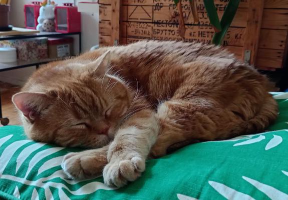 red cat on green cushion, snoring peacefully :)