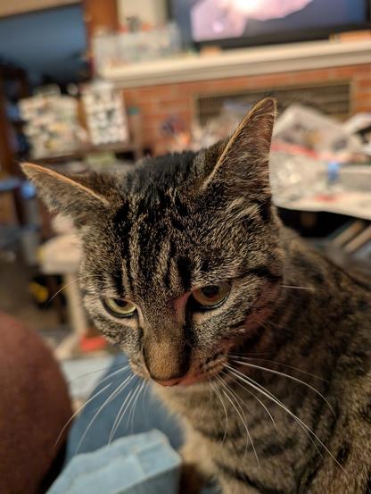 The face of a contemplative gray and black shorthaired tabby cat. The work table and racks of paint bottles can be seen out of focus in the background.