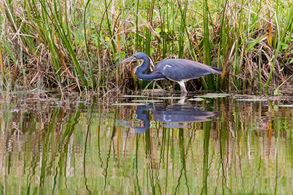 A tricolor heron is hunting sideways to the viewer, along a pond embankment. The edge of the pond is overgrown with reeds.
© Tom Goetz. All rights reserved. Training an AI on this image is expressly forbidden.