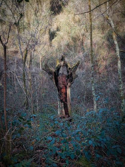 A photograph of a tree trunk suggesting a strange natural totem.