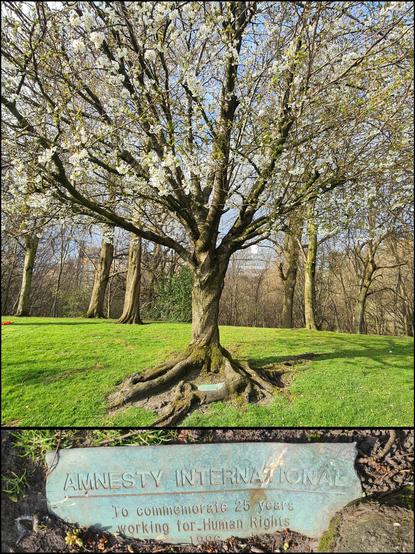 A blossom tree in a Glasgow park with a plaque identifying it was planted in 1986 to mark the 25th anniversary of the founding of Amnesty International.