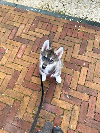 A husky puppy sits outside looking up at the camera.