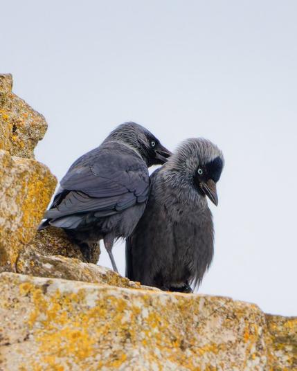 Two jackdaws are sitting on the castle wall, one is stroking the neck of the other with its beak, the latter is clearly enjoying it