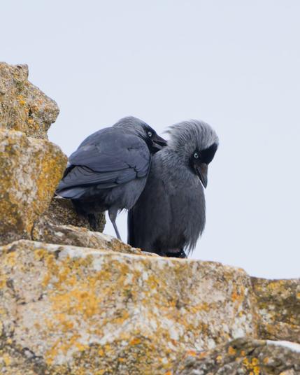 Two jackdaws are sitting on the castle wall, one is stroking the neck of the other with its beak, the latter is clearly enjoying it