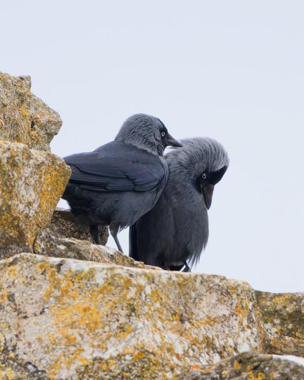Two jackdaws are sitting on the castle wall, one is stroking the neck of the other with its beak, the latter is clearly enjoying it